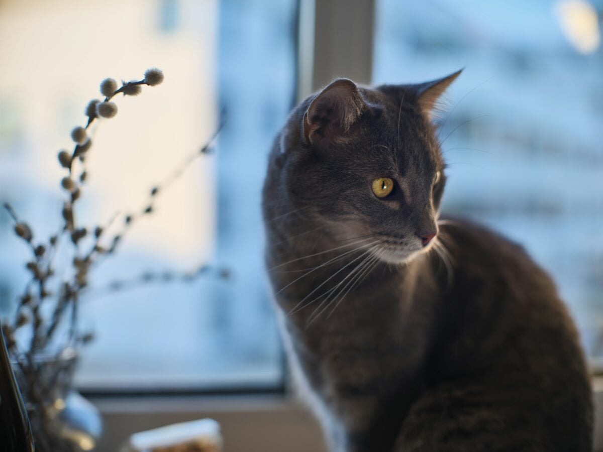 A gray cat with yellow eyes sits beside a window, with a branch in the foreground.