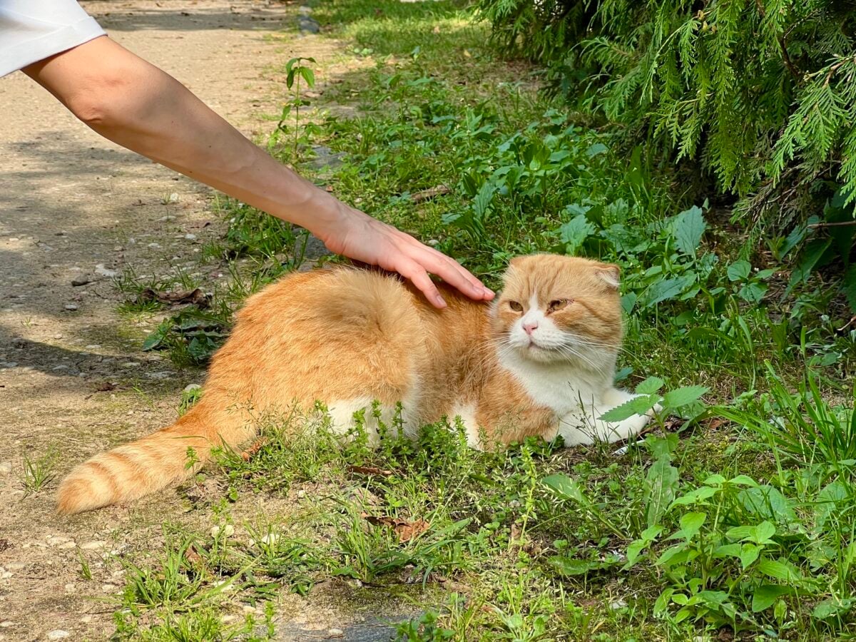 A red-and-white Scottish Fold cat lies on the grass outdoors while a girl gently strokes its back. Captures a peaceful moment between pet and owner in a natural, outdoor setting