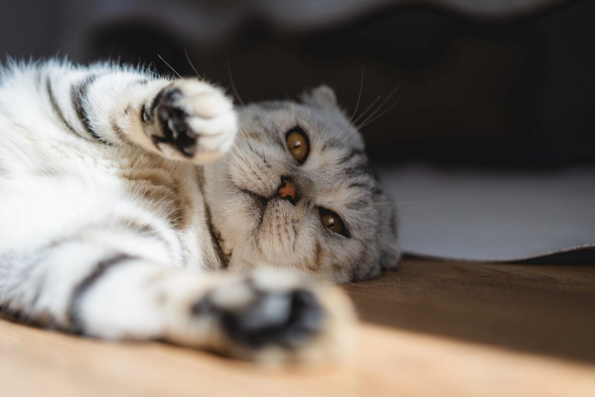 A relaxed domestic cat lying on a wooden floor and enjoying warm sunlight indoors, creating a peaceful and cozy home atmosphere.