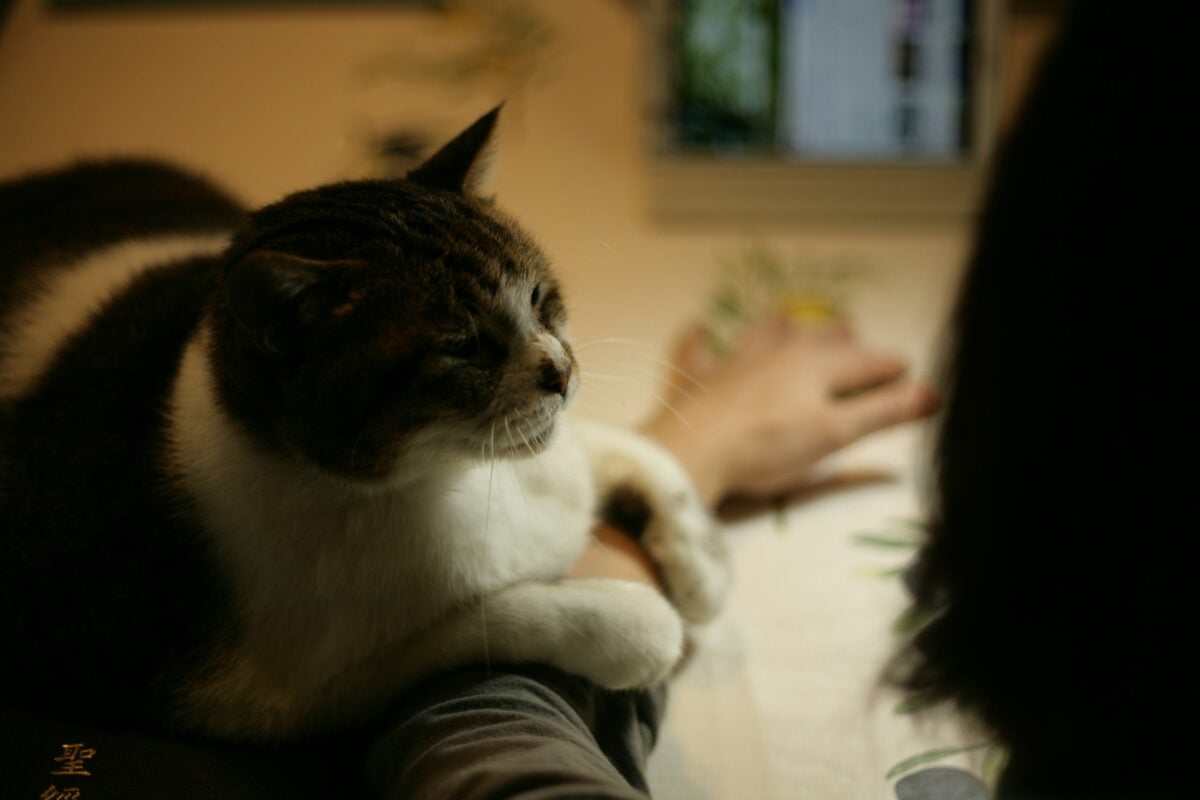Cat sitting on owners arm, asking for pets