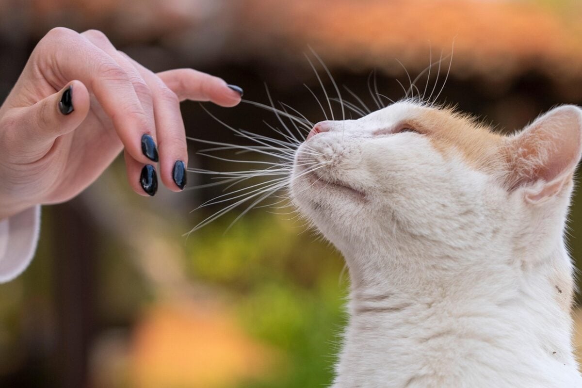 cat, pet, hand, touching, whiskers, animal, feline, human, connection, nature, trust, curiosity