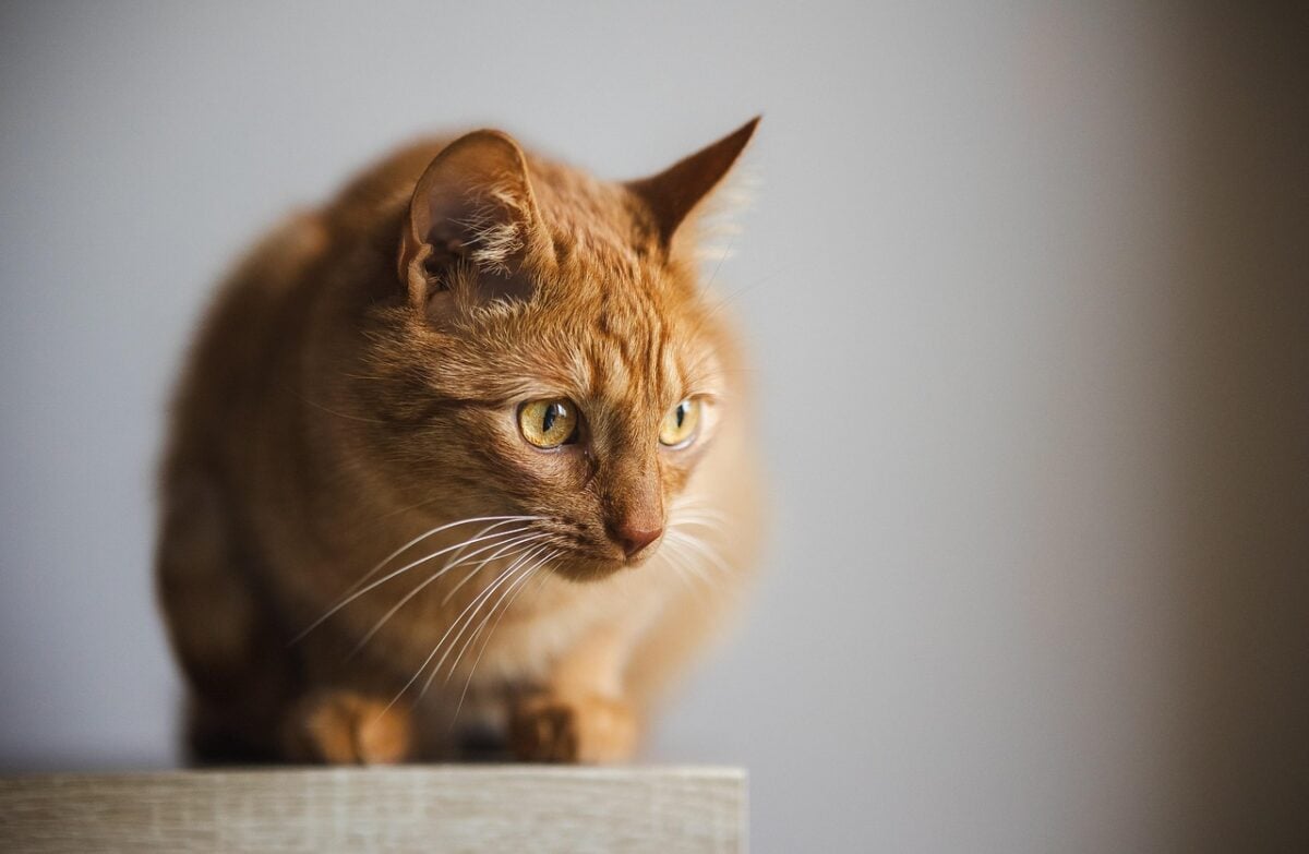 cat, kitten, animal, nature, tomcat, home, feline, pet