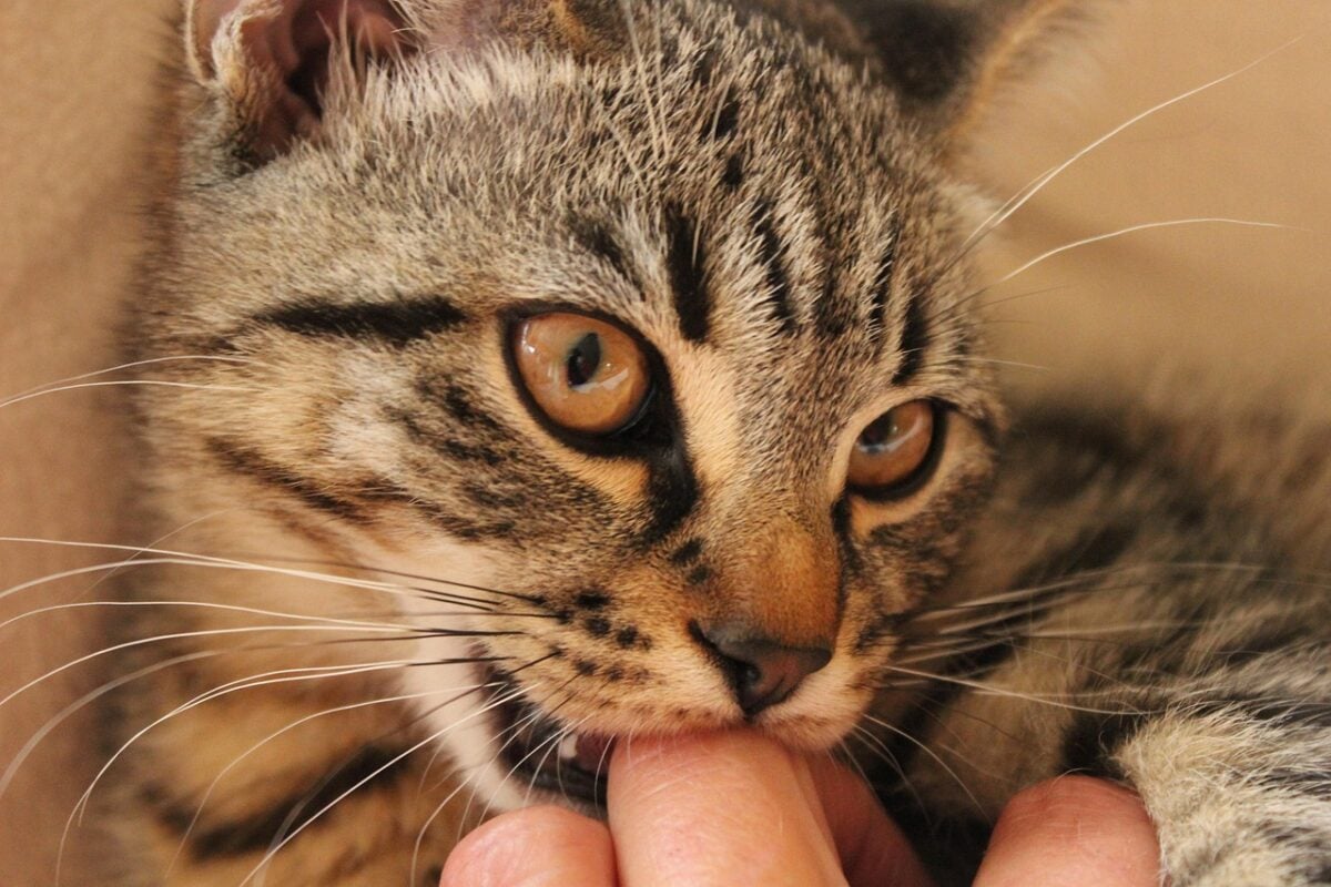 cat, pet, animal, nibble