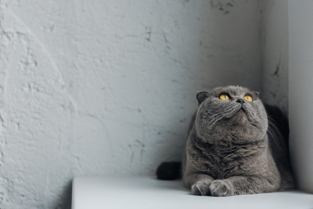 close-up shot of cute scottish fold cat lying on windowsill and looking up