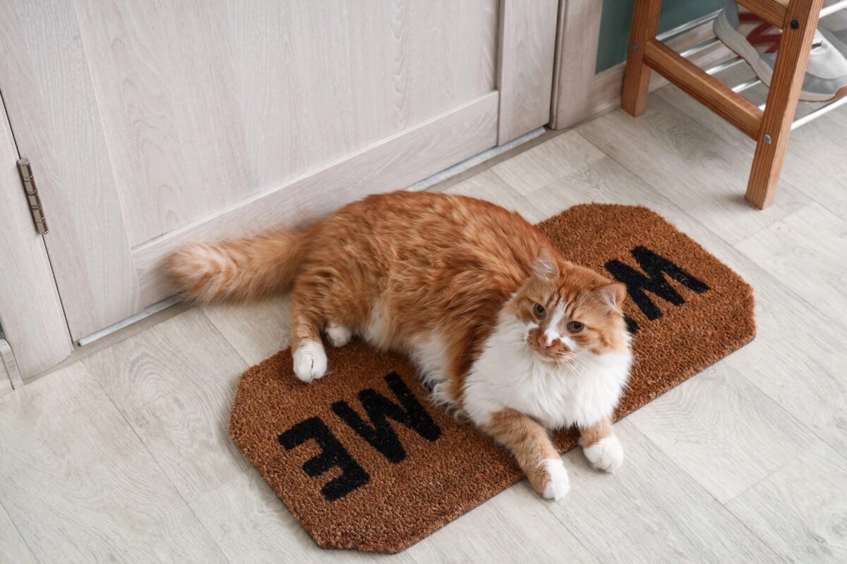 Cute cat lying on doormat in hallway