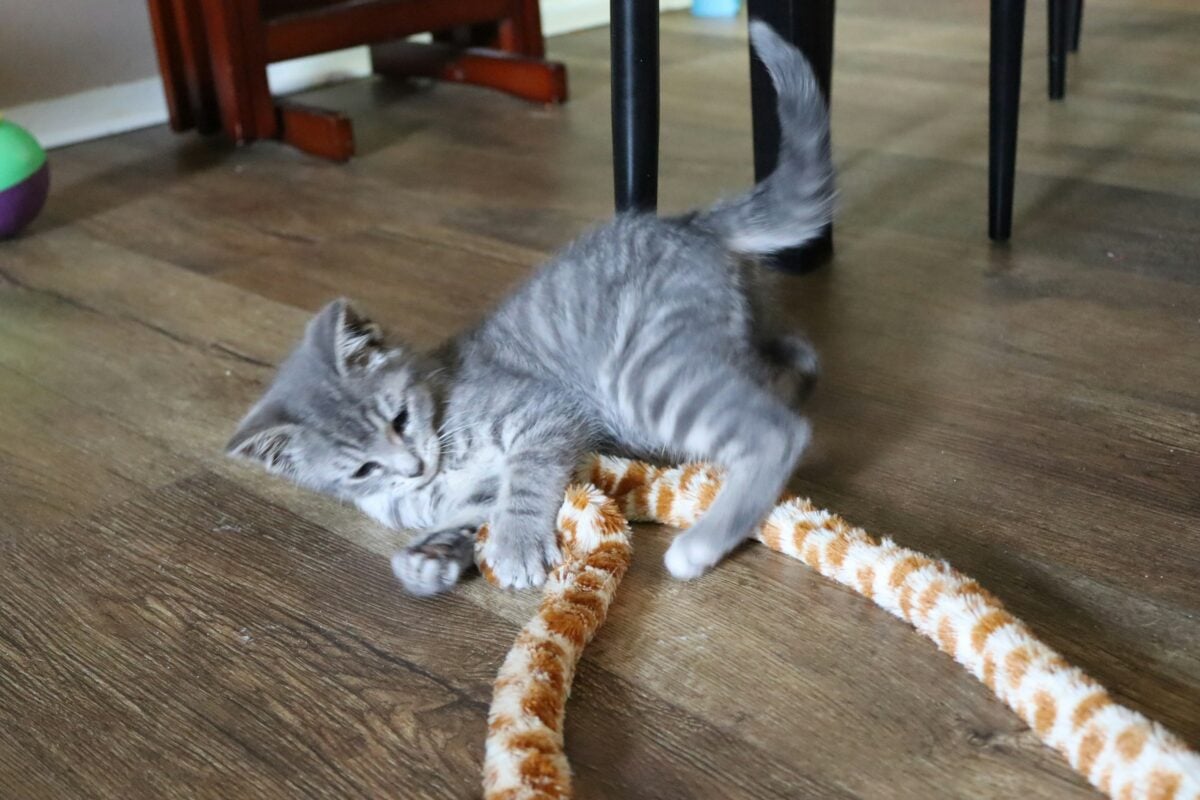 cat playing with plush toy on floor