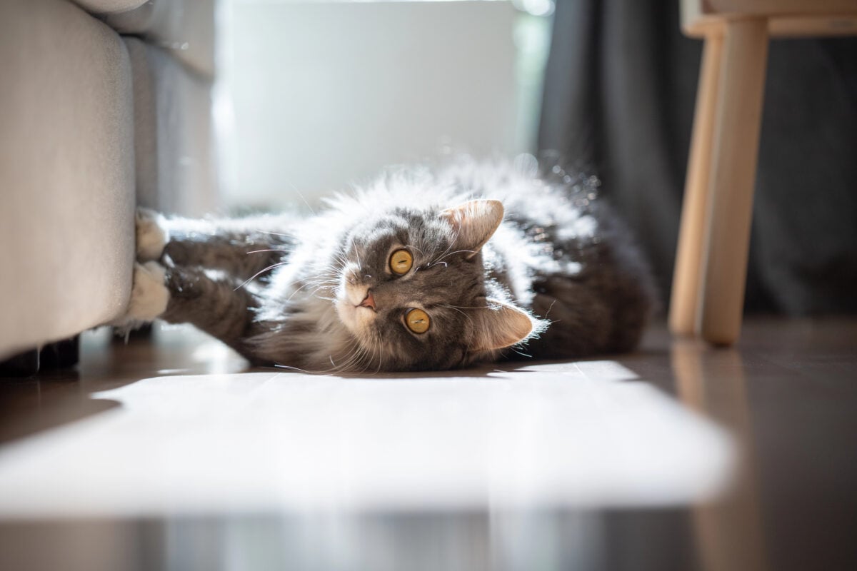 naughty maine coon cat scratching sofa