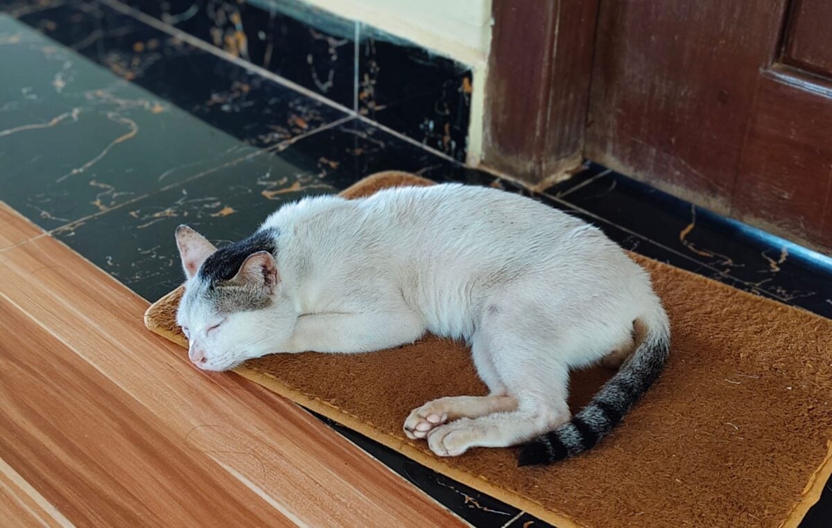 Older cat sleeping on a mat next to a door.