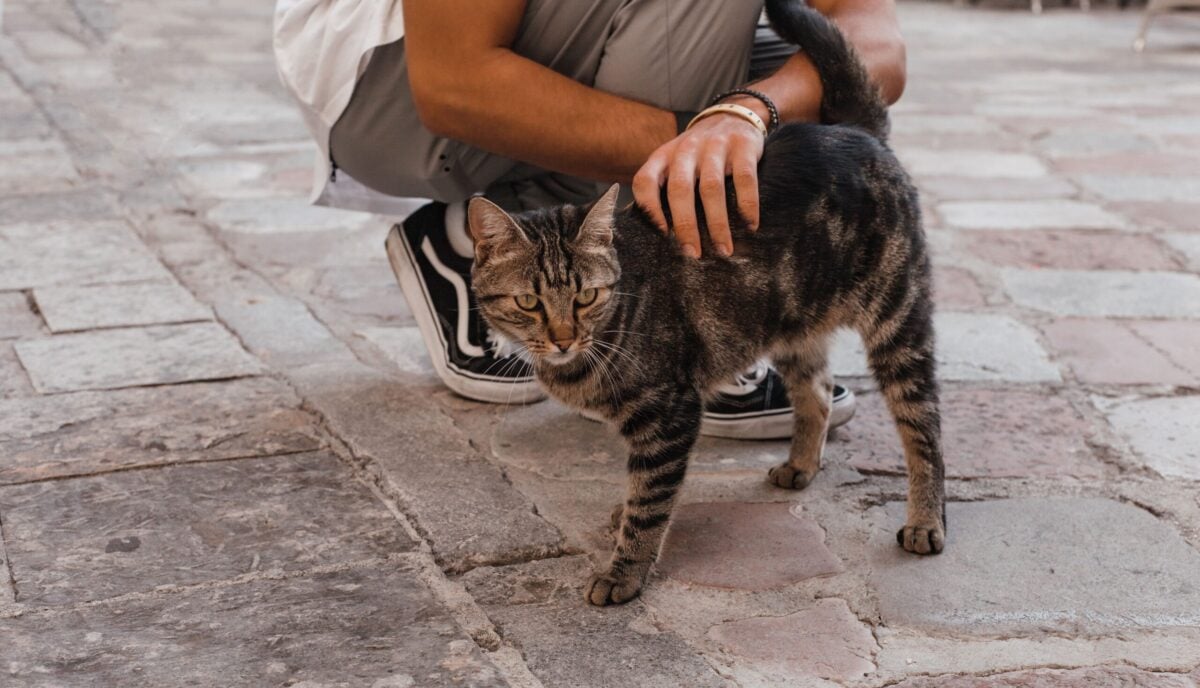 Woman petting a cat outside.