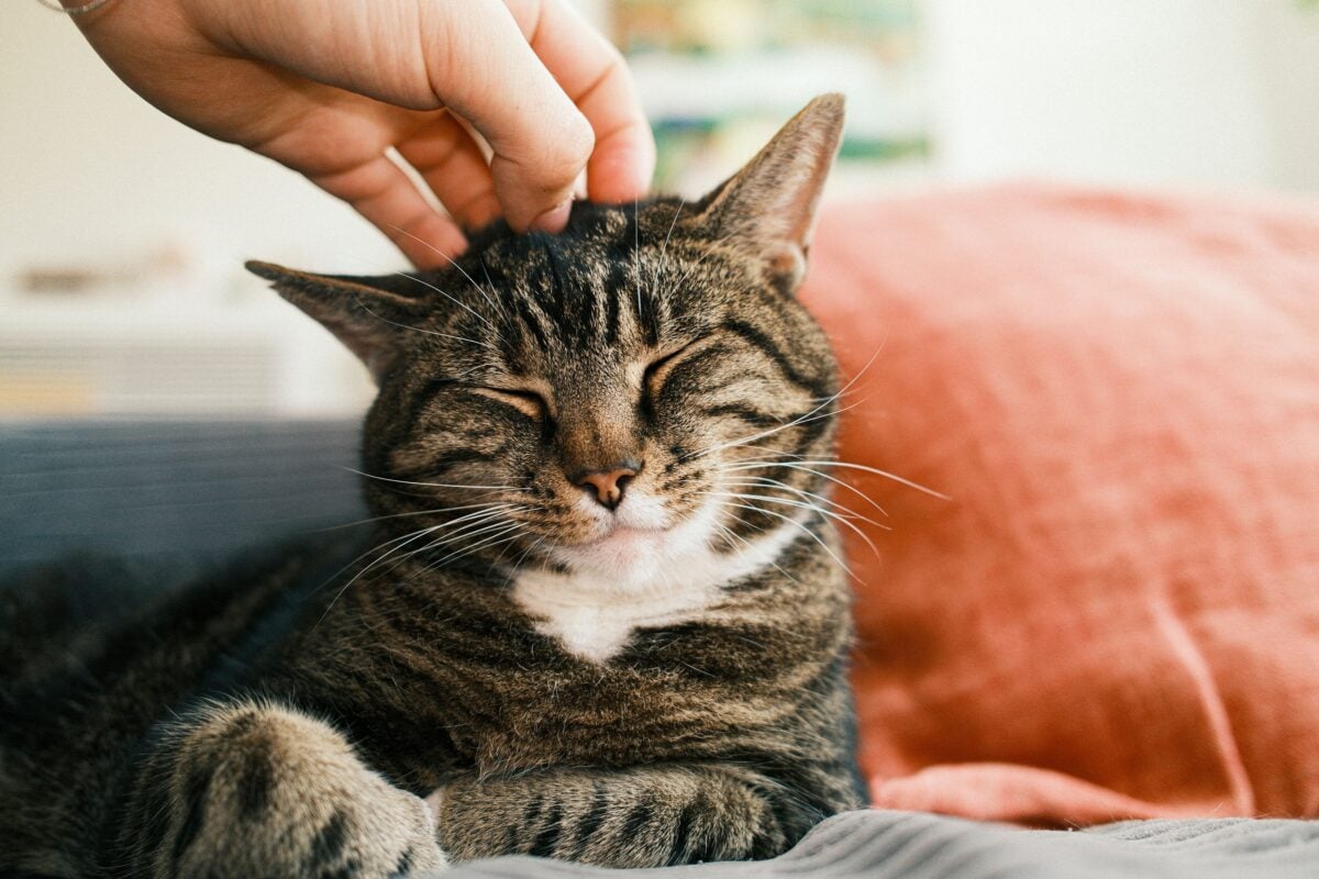 Person petting a cat's head.