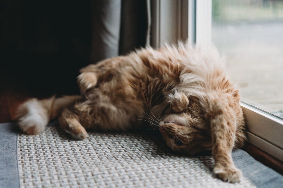 Cat curled up upside down next to a glass back door.