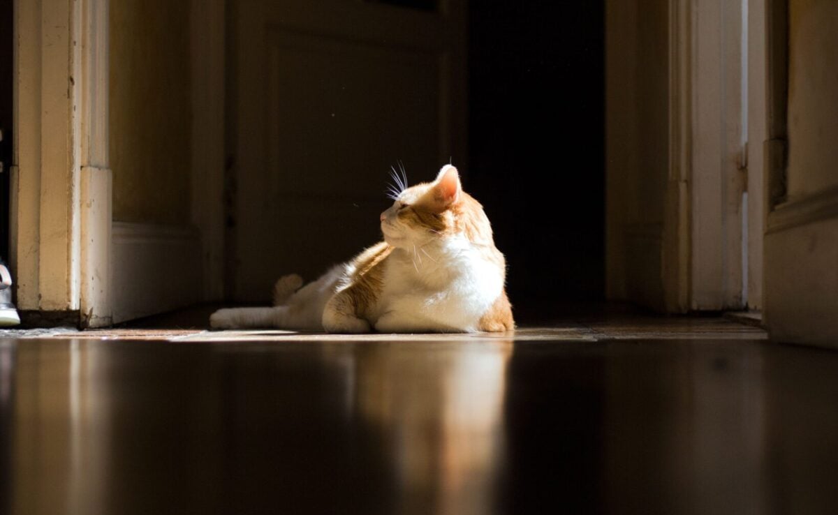 Cat lying in sunlight in a hall outside a door.