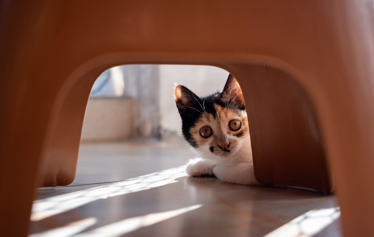 Calico cat hiding behind furniture.