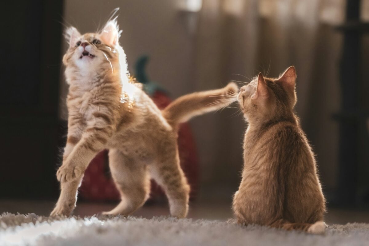 Playful young tabby kittens running, jumping, playing and interacting indoors.