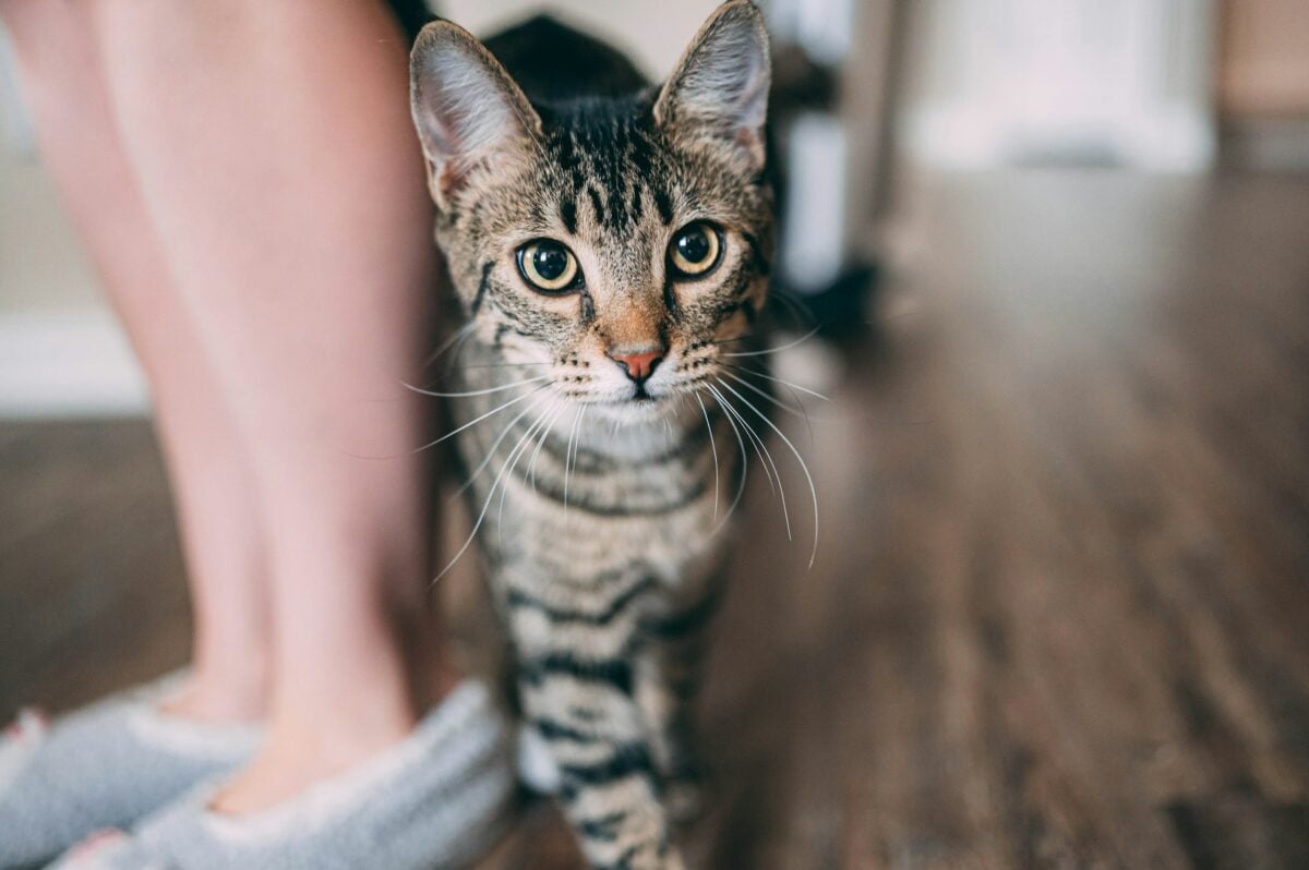 cat rubbing on a person's legs