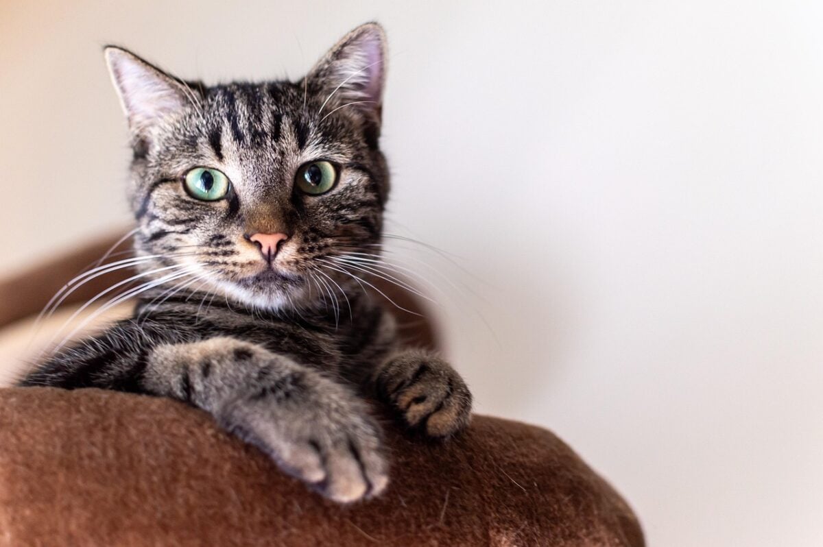 Domestic cat on back of couch, looking at camera