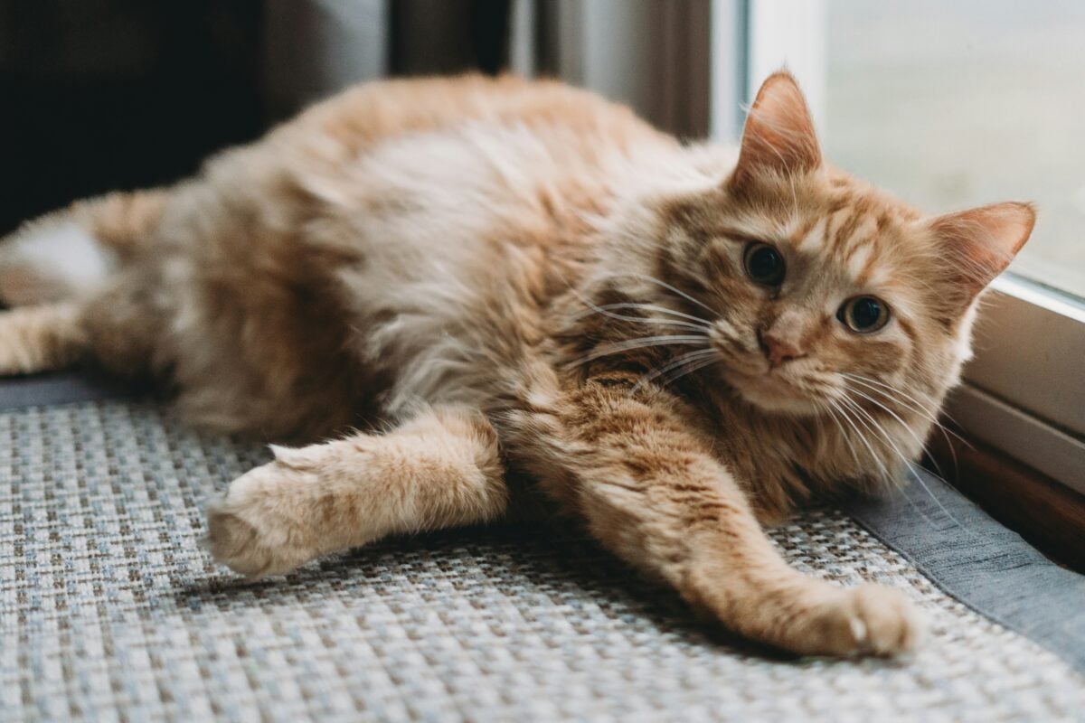 Orange cat lying next to a glass door.