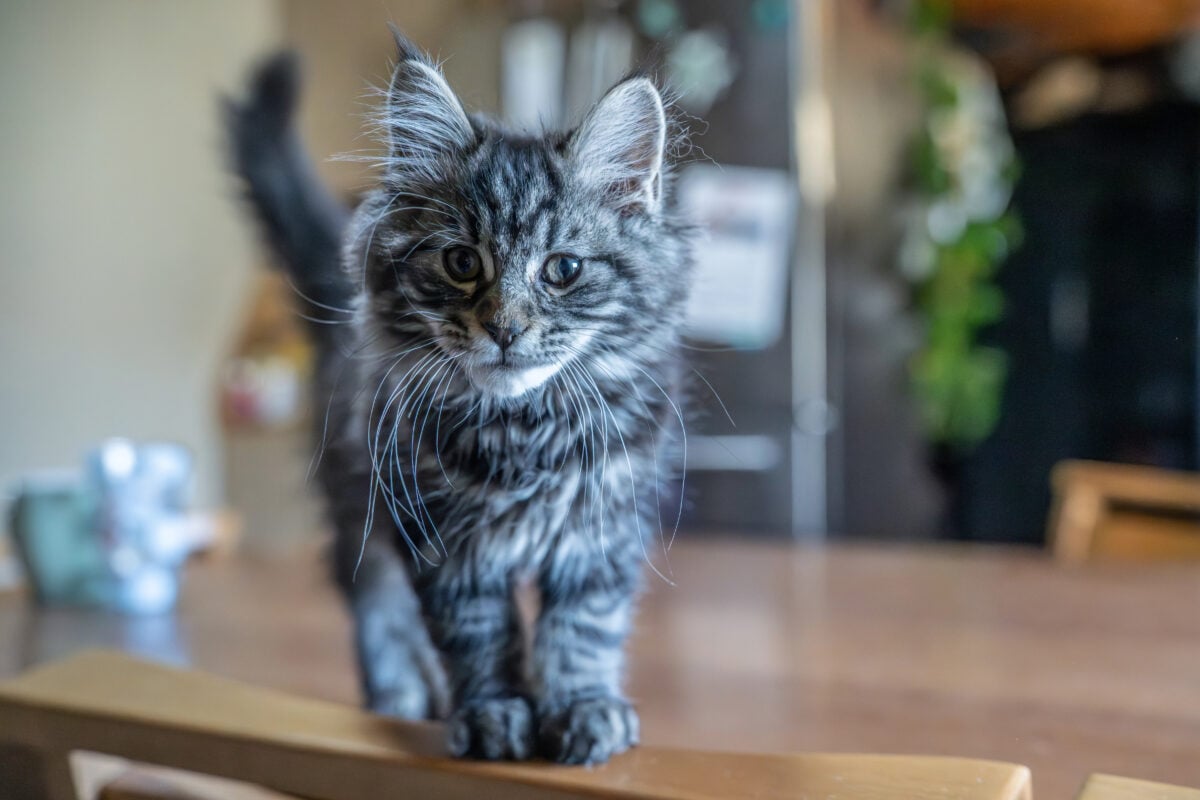 The image shows a cute, long-haired black and silver tabby kitten , which, with its appearance and bushy coat with longer hair on the ears, resembles a Maine Coon or Norwegian Forest Cat.