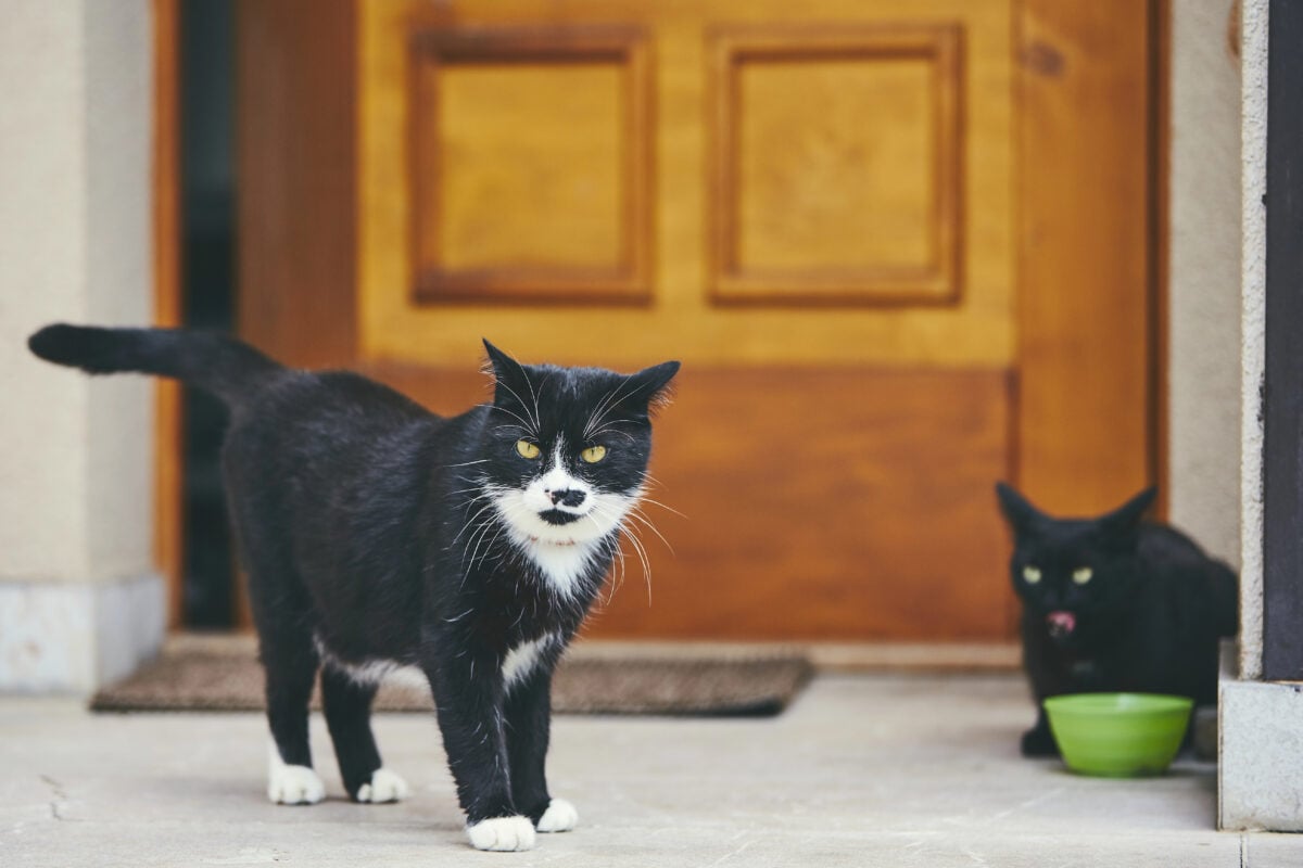 Two domestic black cats in front of door of house.